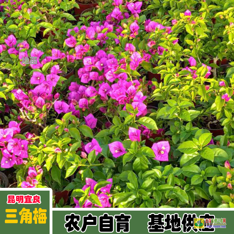 福建永定三角梅苗木價(jià)格 三角梅價(jià)格紫色 南寧三角梅價(jià)格