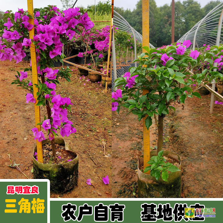福建華安云南三角梅價(jià)格 巴西三角梅價(jià)格 南寧三角梅價(jià)格