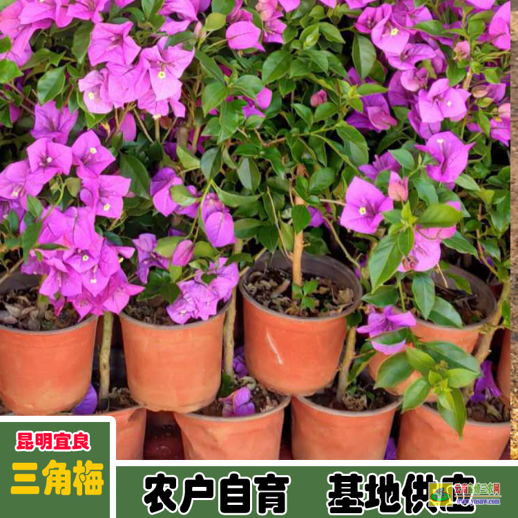 海南萬寧五色三角梅價格 三角梅批發價格表 三角梅的價格表
