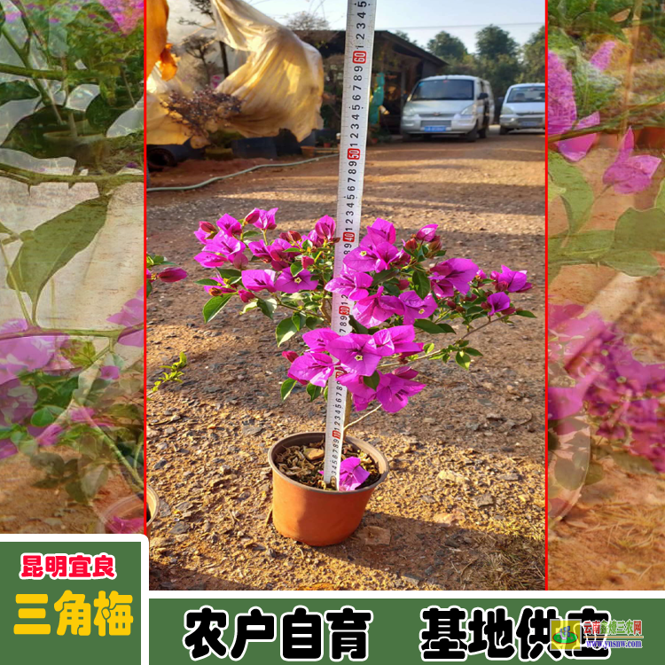 福建同安三角梅小苗價(jià)格 多色三角梅價(jià)格大全 三角梅造型價(jià)格