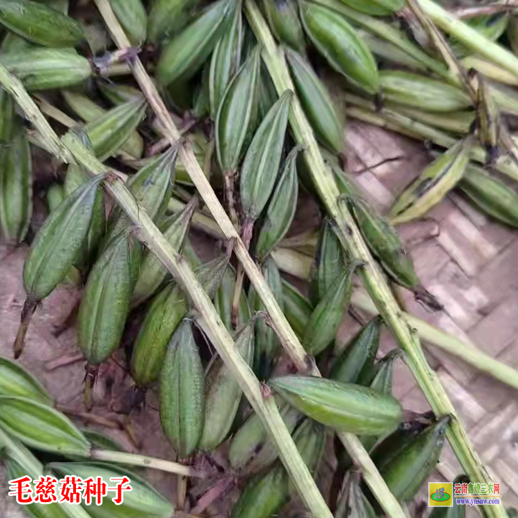 襄樊保康毛慈菇鮮貨多少一斤 毛慈菇價格干貨多少一公斤 毛慈菇價格2021年12月