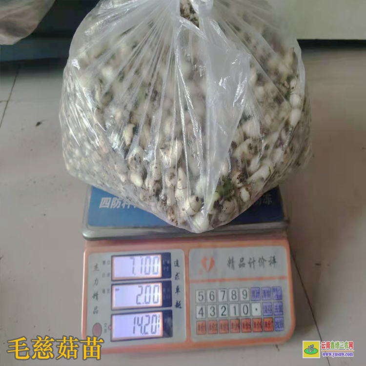 武漢硚口毛慈菇鮮貨多少一斤 毛慈菇價格干貨多少一公斤 毛慈菇價格2021年12月