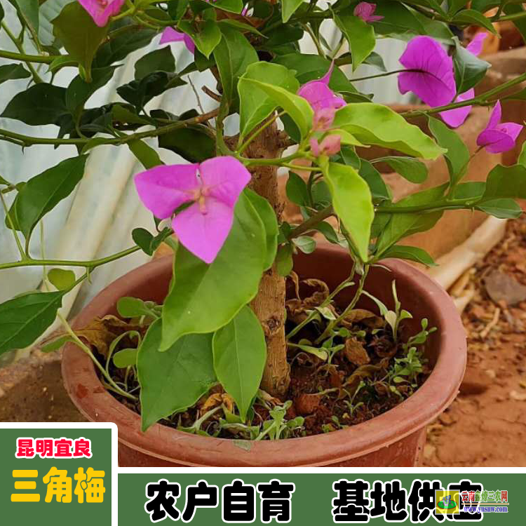 福建鯉城三角梅盆景價格 多色三角梅價格大全 三角梅盆栽價格
