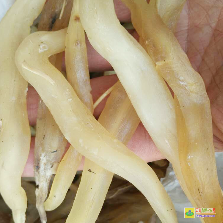 海西天門冬價格多少一斤|云南大天門冬價格|天門冬的藥材價格