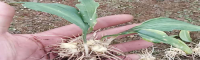 仙茅苗價(jià)格 廣西仙茅苗批發(fā)價(jià)格 這里有仙茅苗