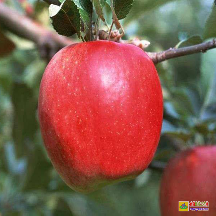 綏江紅露蘋果苗種植方法 紅露蘋果苗怎么修剪 紅露蘋果苗品種