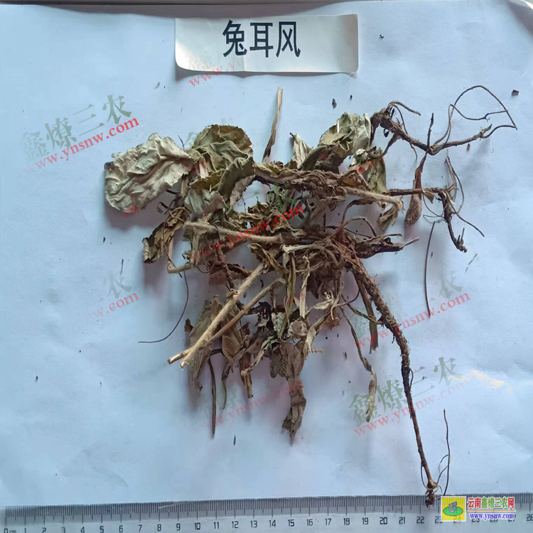 新疆兔耳風(fēng)價(jià)格| 行情查詢| 兔耳風(fēng)價(jià)格查詢網(wǎng)