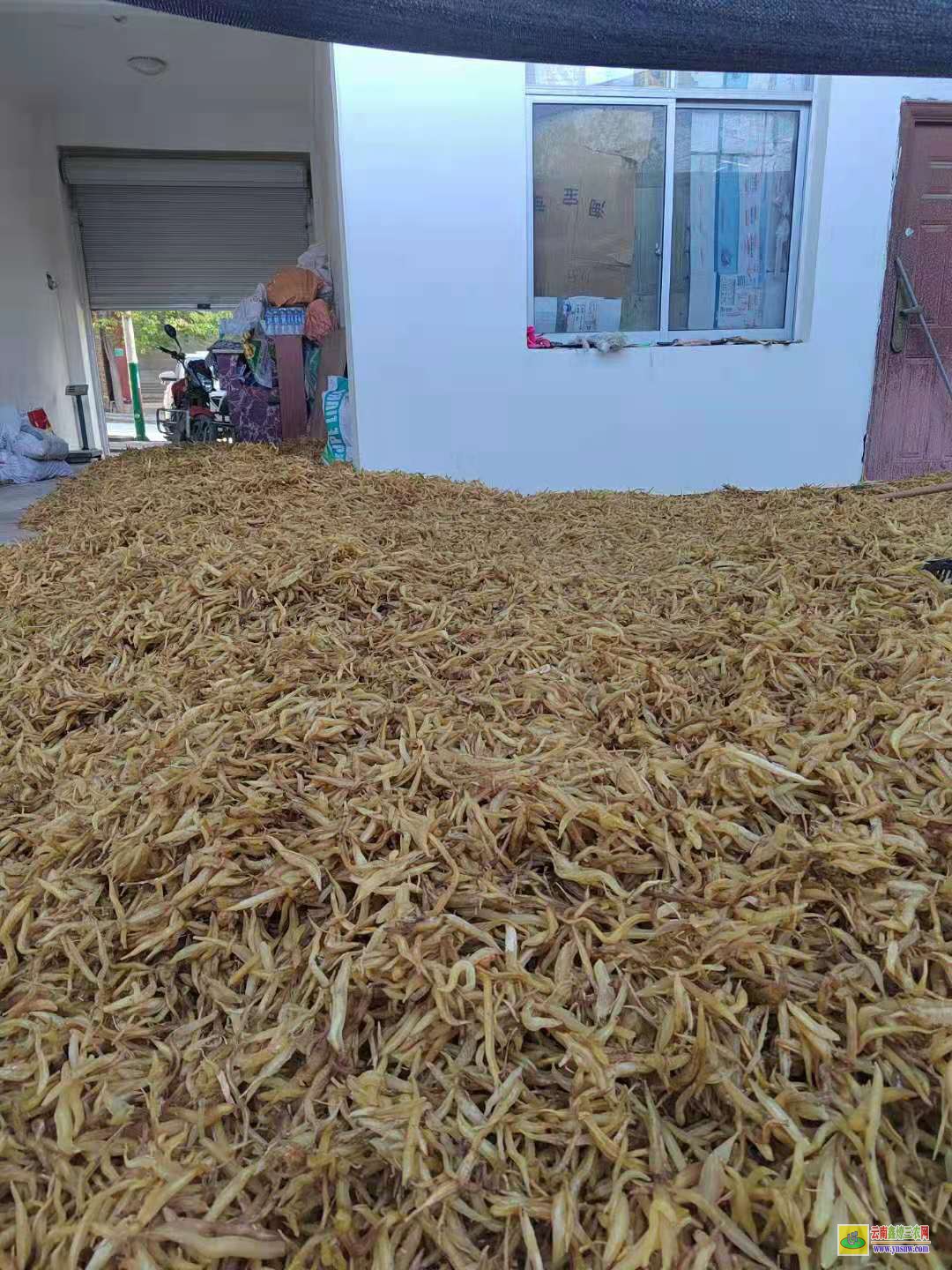 廣東天門冬怎么種植|天門冬基地價格|云南天門冬苗價格