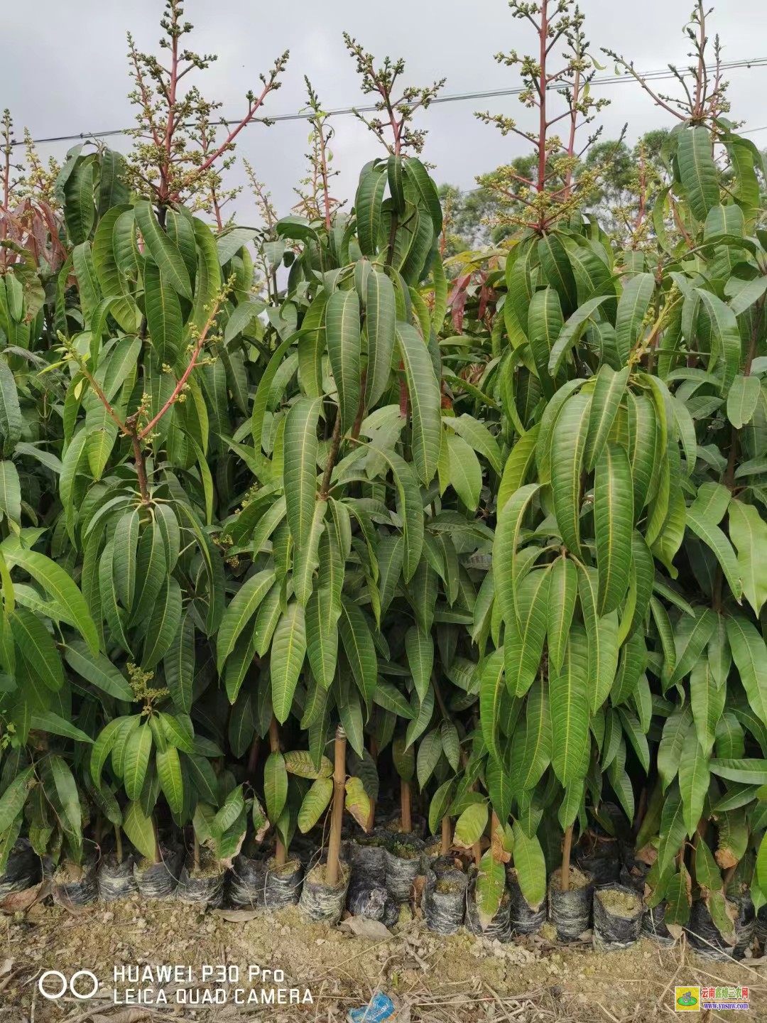 禪城1-5公分芒果苗價格|芒果苗價格表|高成活率芒果果苗