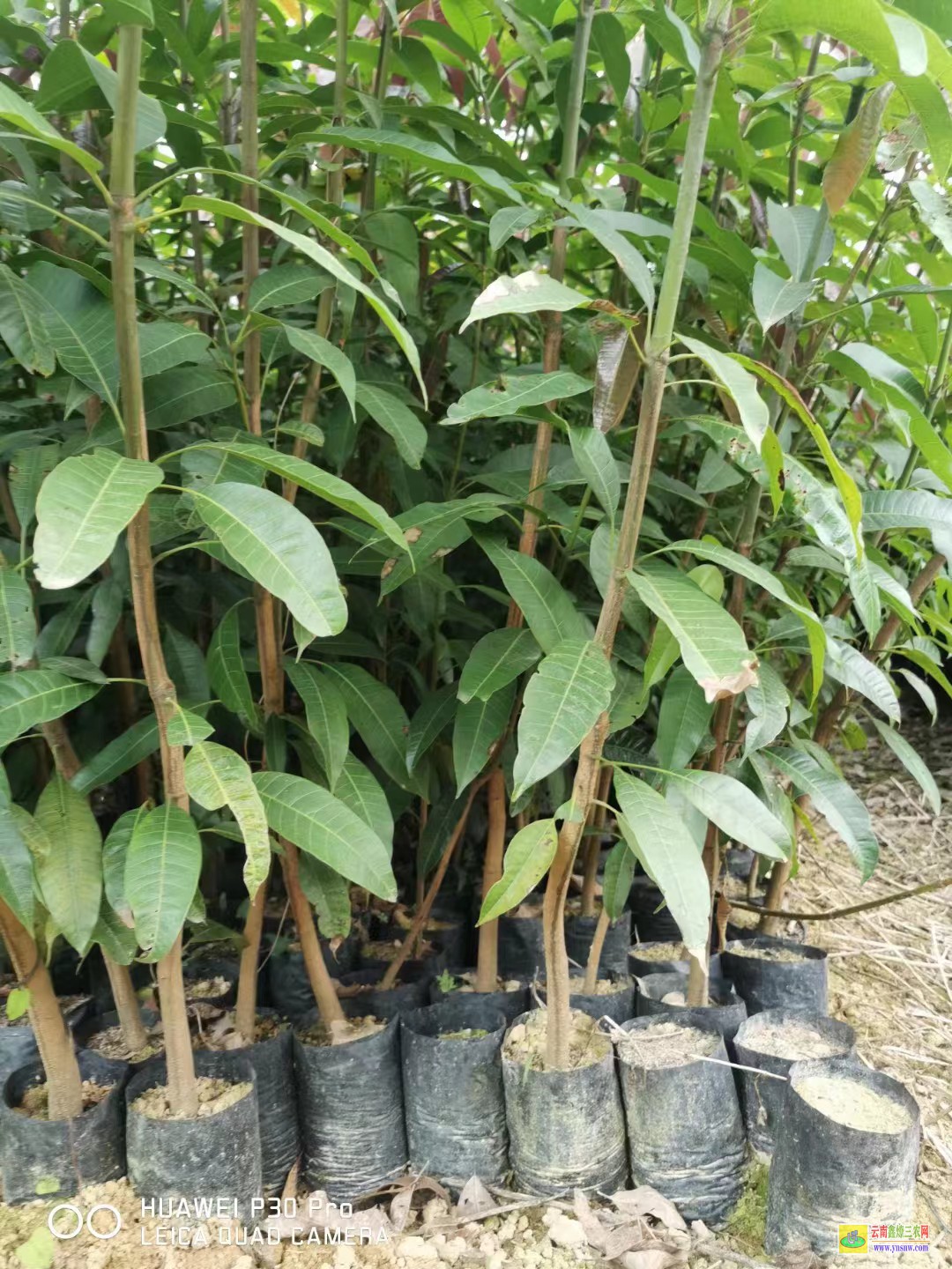 陽東芒果苗多少錢一棵|芒果苗價格表|產地芒果苗多少錢