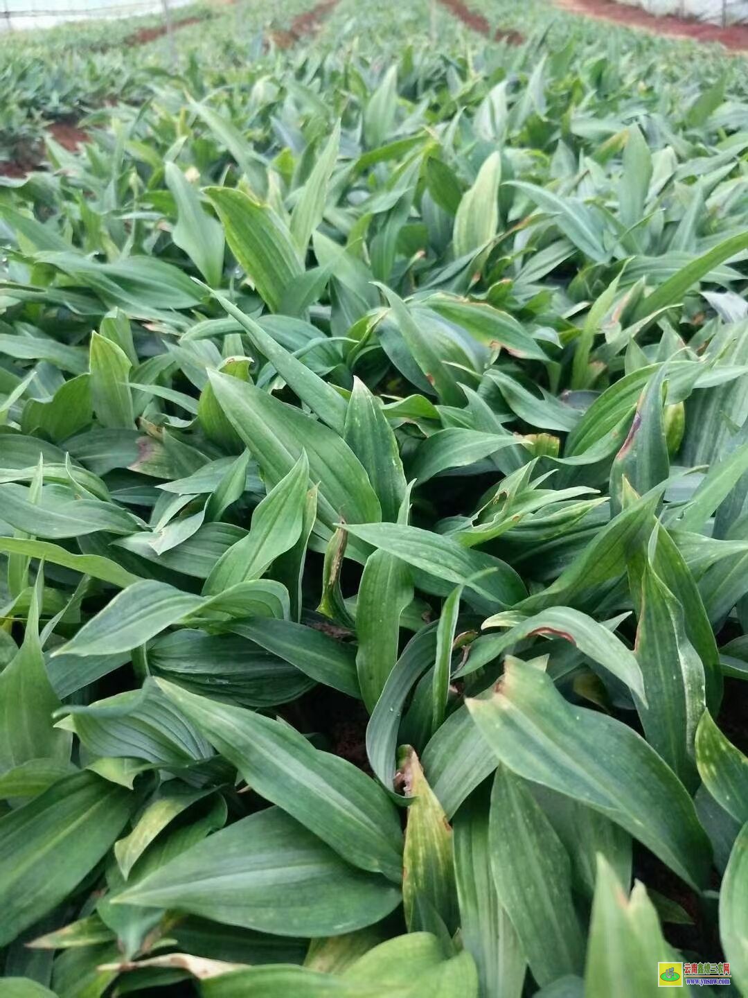 遂寧黃精苗的種植技術| 黃精苗種植基地 黃精苗價格查詢網