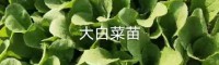 文山廣南昆明蔬菜苗什么地方有售| 山東大白菜種子 云南七子餅大白菜