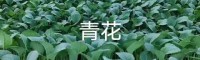 昆明祿勸云南優質蔬菜苗| 小鐵頭種植技術方法 大白菜的幼苗期