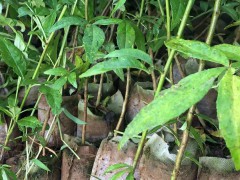 玉龍紅花椒苗栽植方法|貴州花椒苗批發|花椒苗批發基地圖3