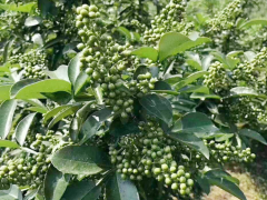 玉龍紅花椒苗栽植方法|貴州花椒苗批發|花椒苗批發基地圖1