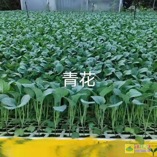 [富源小鐵頭菜批發] 昆明哪里有蔬菜苗買批發價格 哪里有菜苗批發
