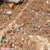蔓荊子_蔓荊子種植_蔓荊子怎么種植能賺錢(qián)