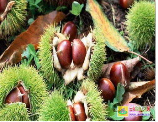 迪慶德欽今年板栗苗價格多少|2022年板栗苗批發|板栗苗基地