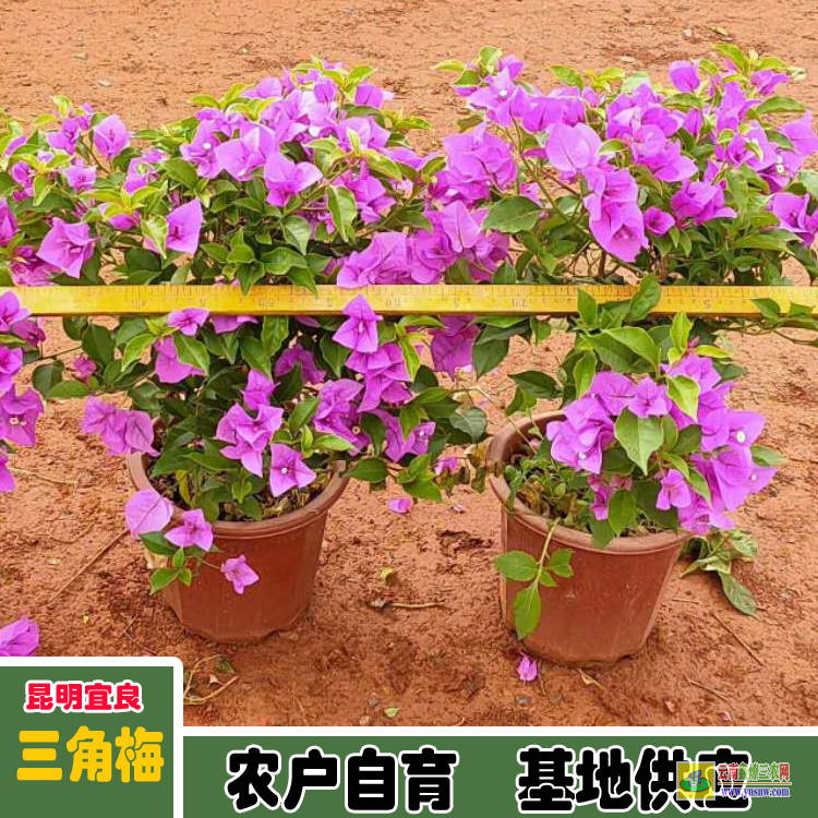 麗江永勝同安三角梅基地| 三角梅小苗價格| 云南三角梅批發