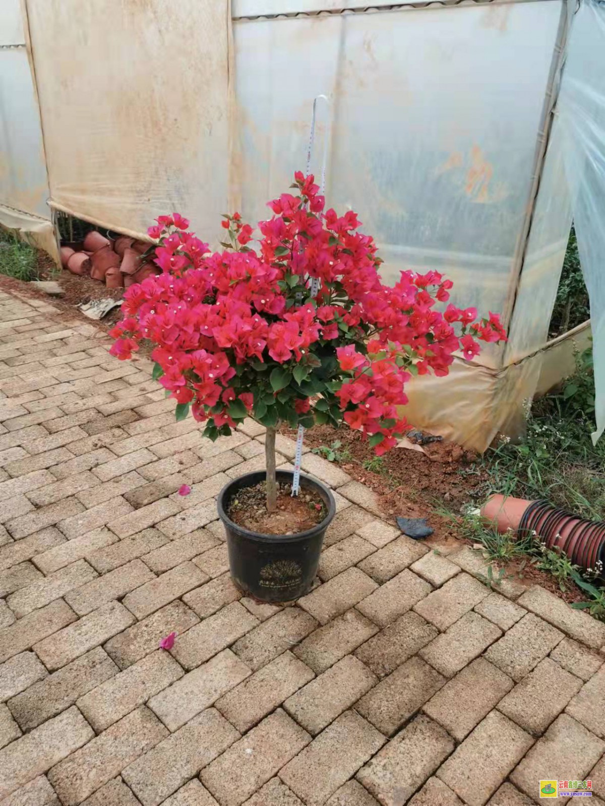 大理鶴慶同安三角梅基地| 三角梅小苗價格| 云南三角梅批發
