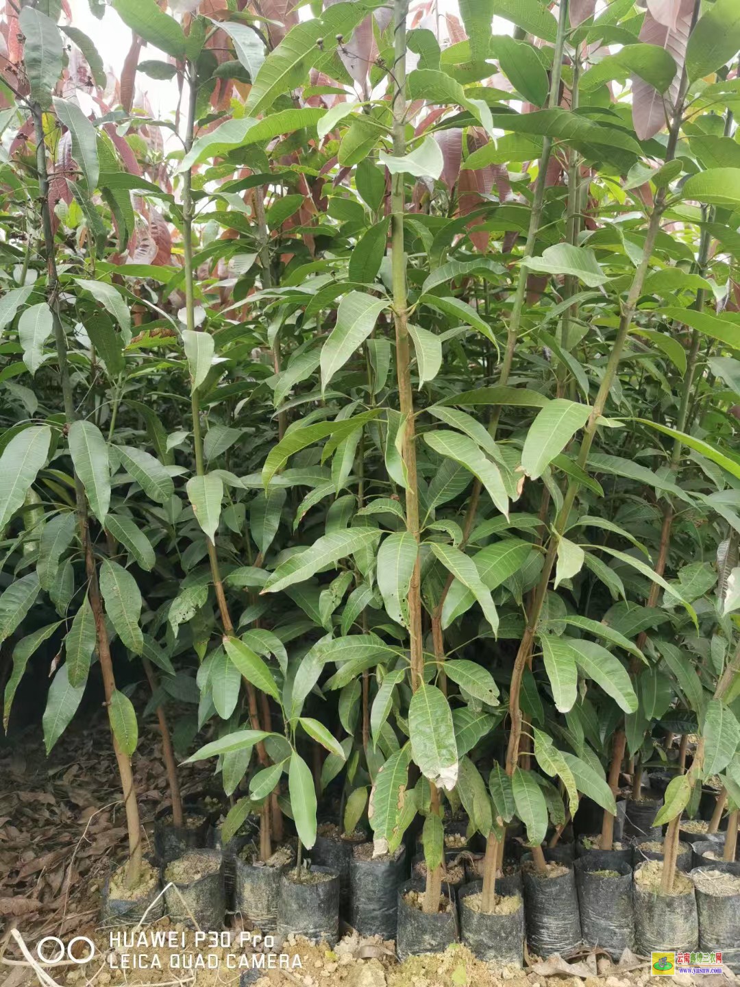 麗江永勝一棵芒果苗價(jià)格|桂七芒果苗批發(fā)|四季芒果苗