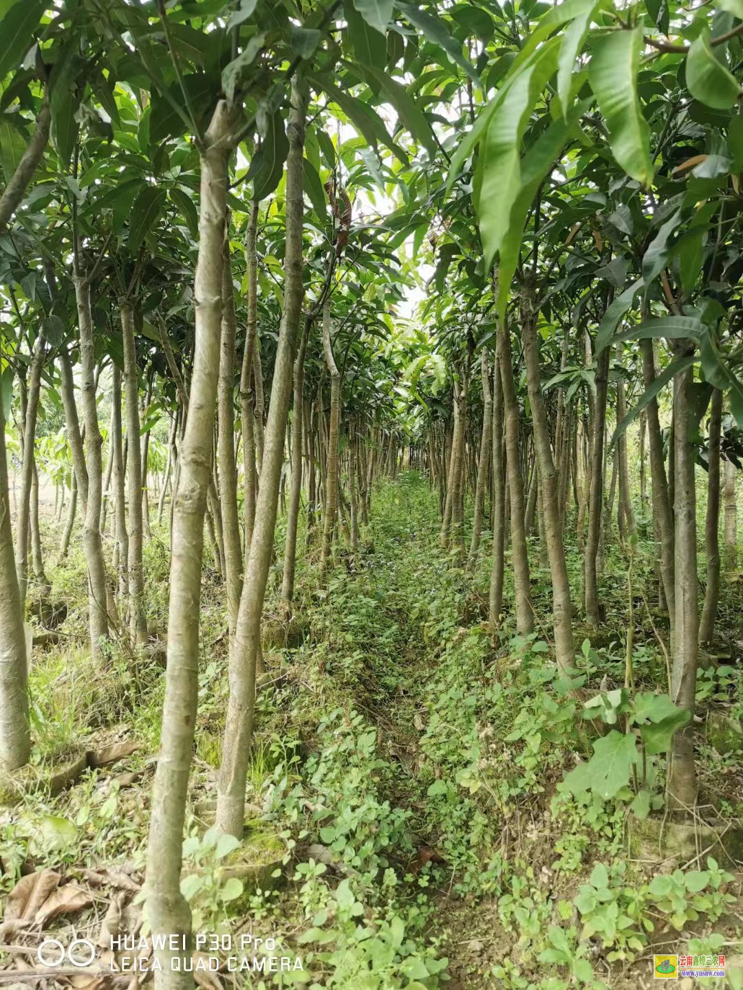 百色隆林金煌臺芒果苗|海南芒果苗|四季芒果苗