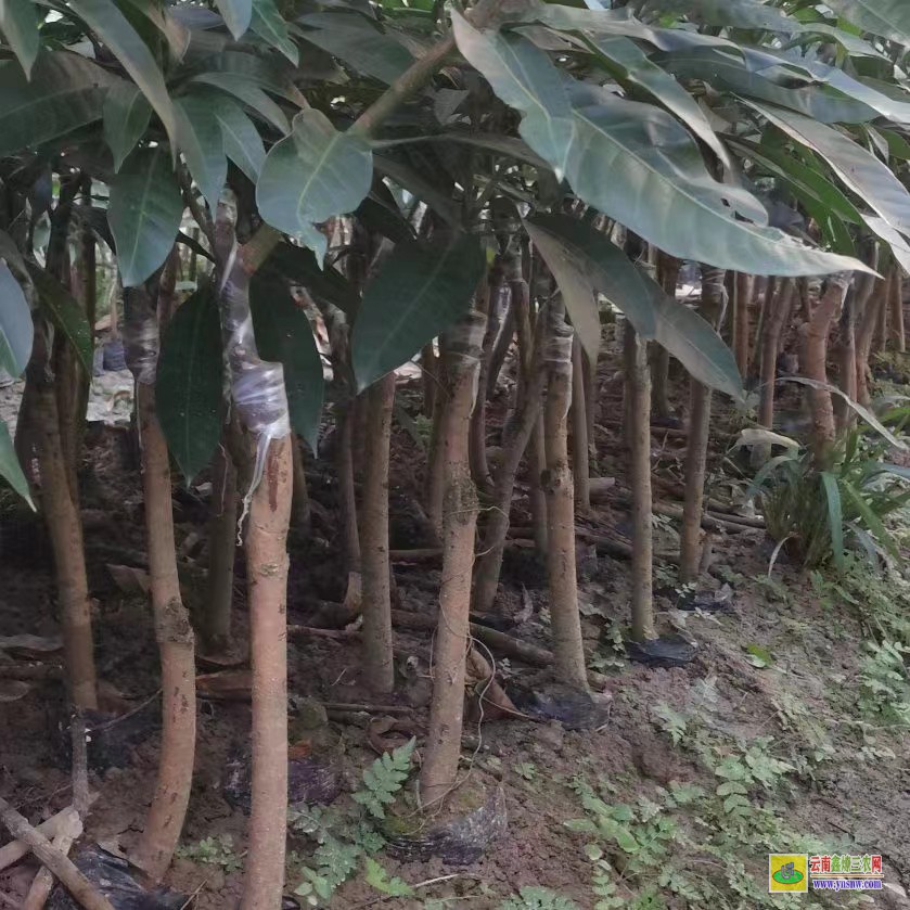 玉溪通海芒果苗用什么肥料長得快|桂七芒果苗批發|貴妃芒果苗