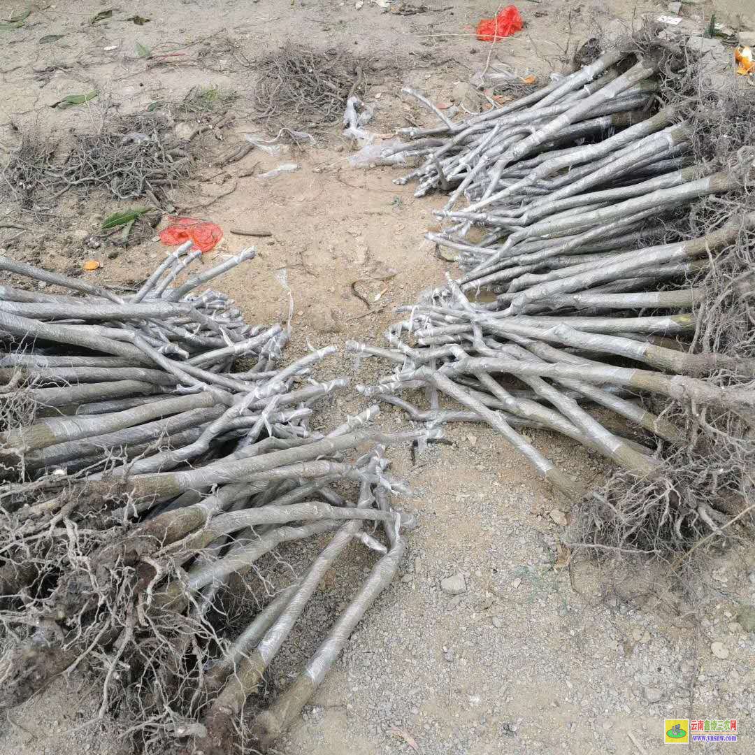 楚雄雙柏澳芒果苗價格|海南芒果苗|芒果苗批發市場
