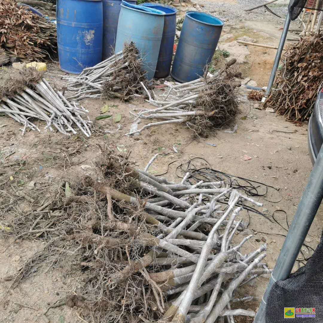 河池都安批發芒果苗|海南芒果苗|四季芒果苗