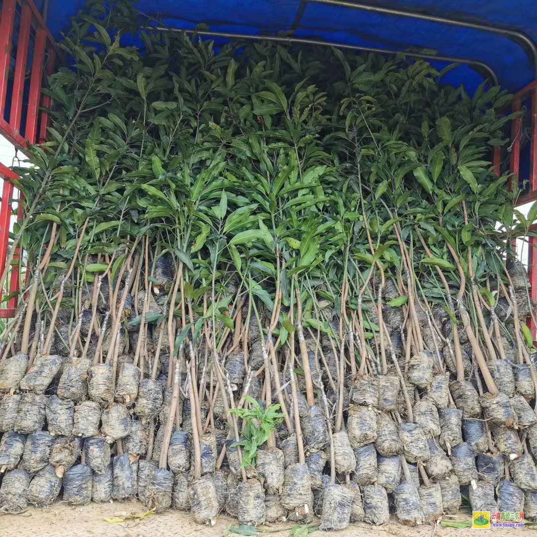 河池都安批發芒果苗|海南芒果苗|四季芒果苗
