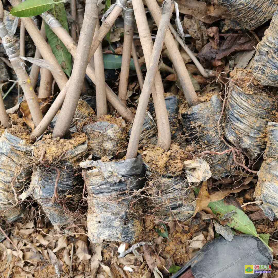 普洱墨江武利鎮芒果苗|桂七芒果苗批發|四季芒果苗