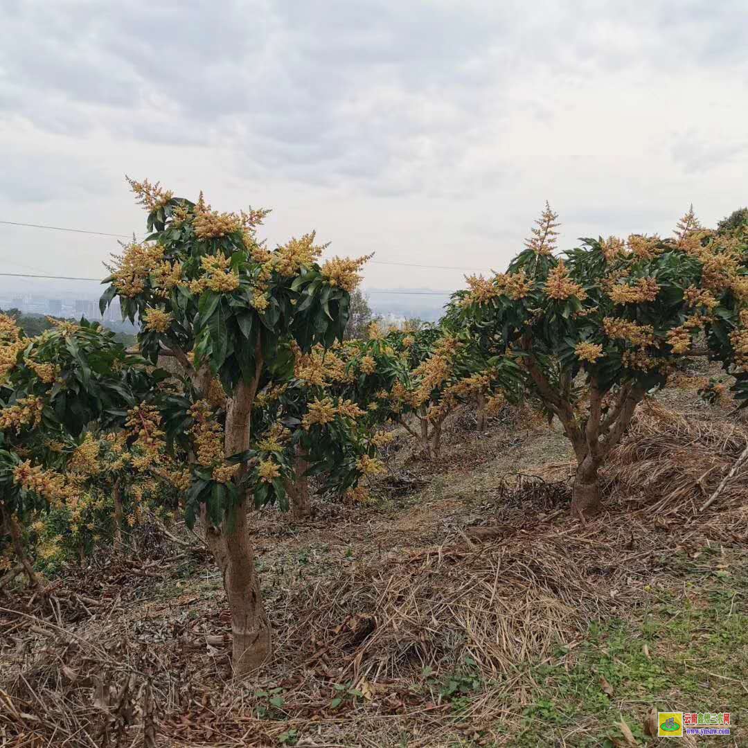 曲靖羅平芒果苗長什么樣子|芒果苗品種|芒果苗批發市場