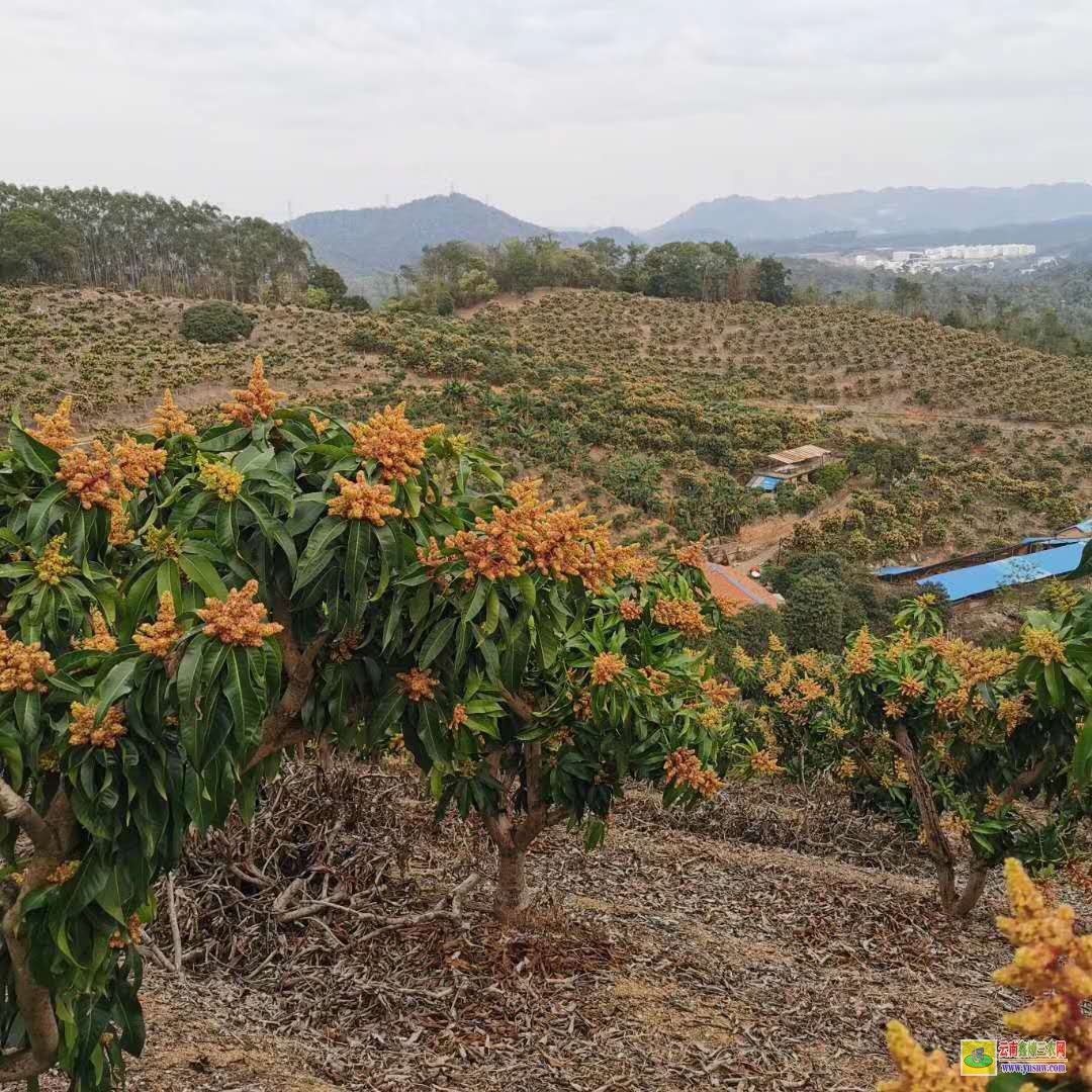 昆明晉寧芒果苗方法|桂七芒果苗批發(fā)|貴妃芒果苗