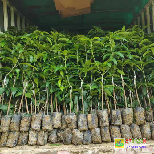 臨滄永德攀枝花芒果苗|正宗芒果苗|四季芒果苗