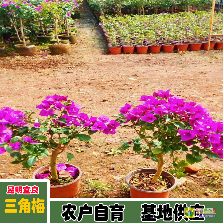 文山西疇三角梅價格多少錢| 三角梅小苗價格| 云南三角梅供應商