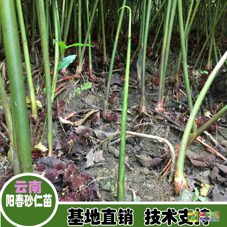 麗江永勝砂仁苗多少一棵| 正宗陽春春砂仁苗|砂仁苗采購