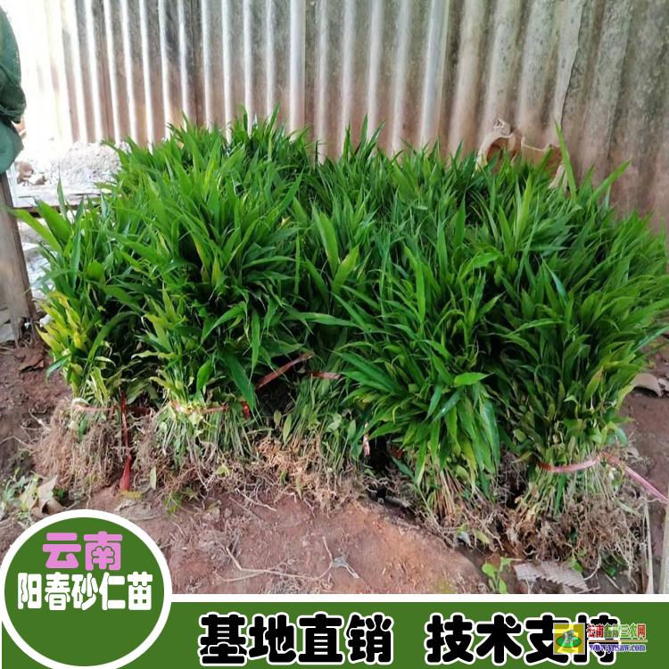 紅河開遠春砂仁多少錢一斤| 砂仁苗種植育苗出售|砂仁苗采購
