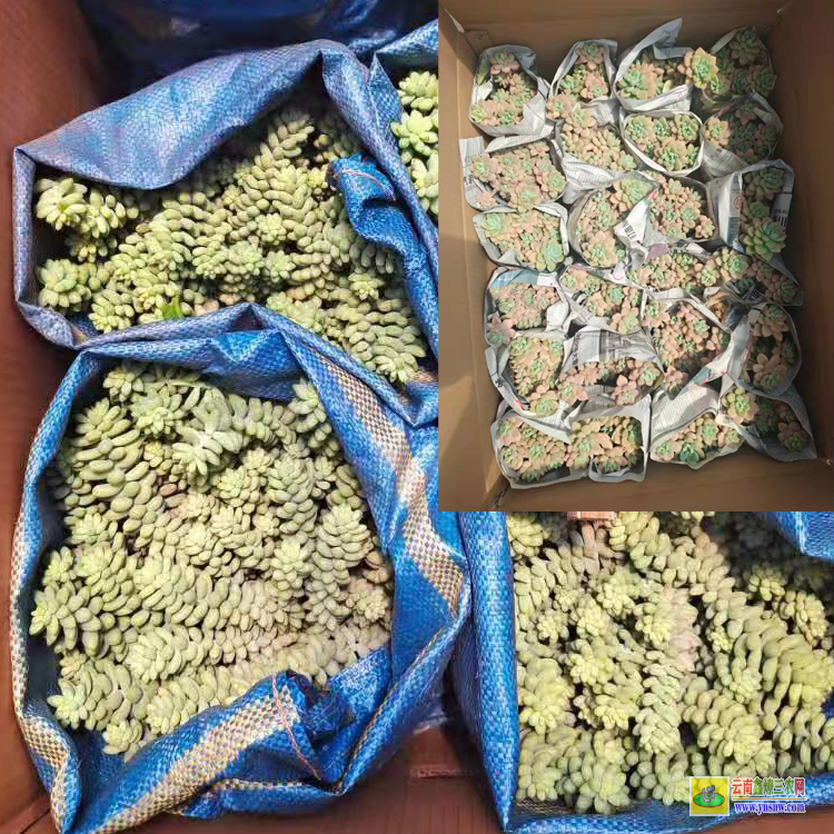 平頂山秀妍價格 植物價格表 價格行情