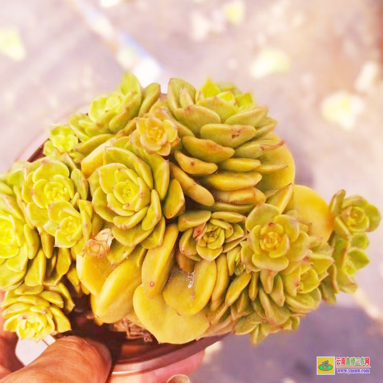臺州貴的有哪些品種 植物價格表 價格為什么這么低