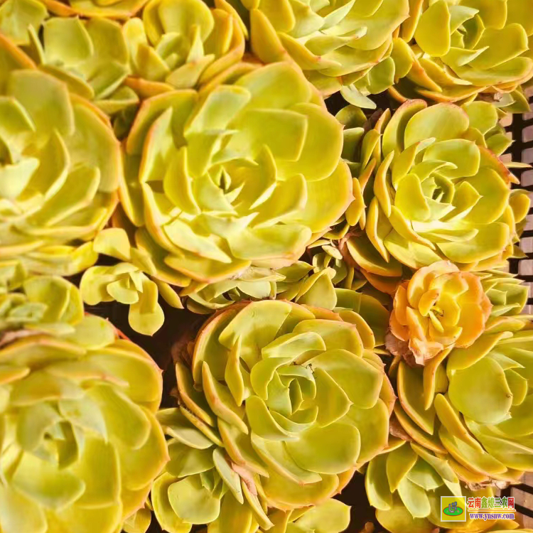 蚌埠大型價(jià)格 植物價(jià)格表 價(jià)格多少錢(qián)一盆
