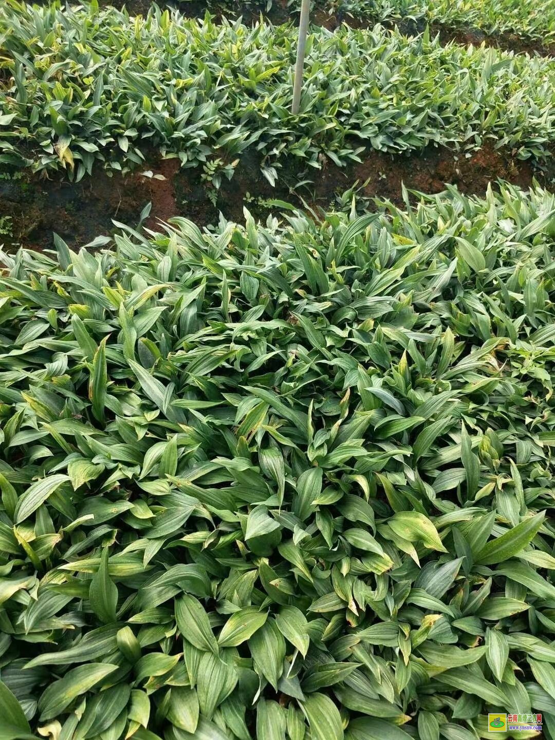 蚌埠懷遠黃精苗在哪里購買| 云南黃精苗 黃精苗收購