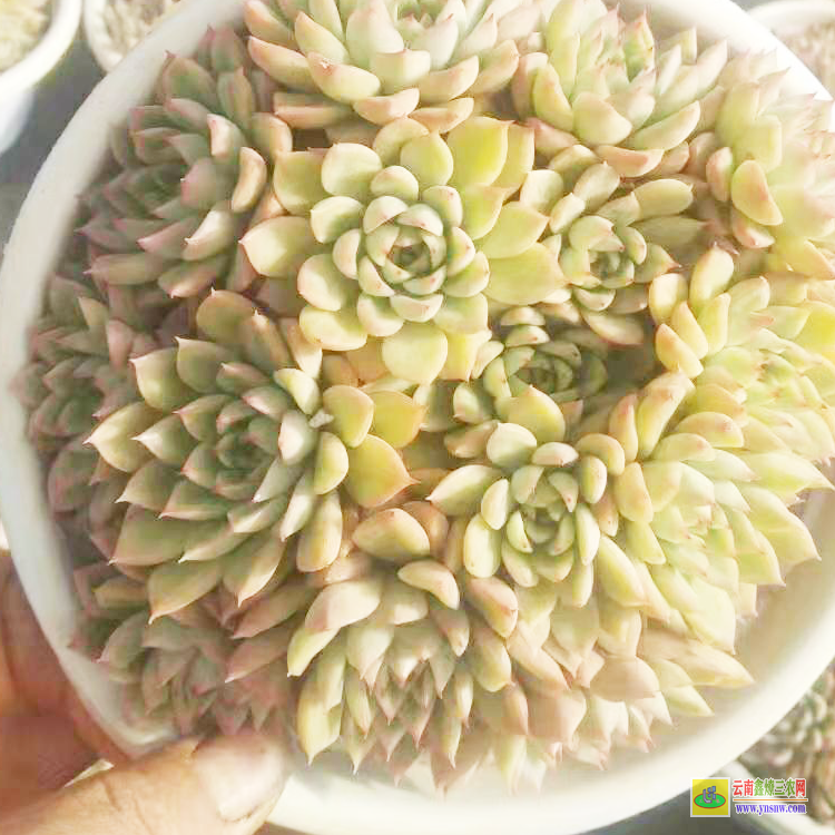 安慶勞爾價格 植物價格表 價格多少錢一盆