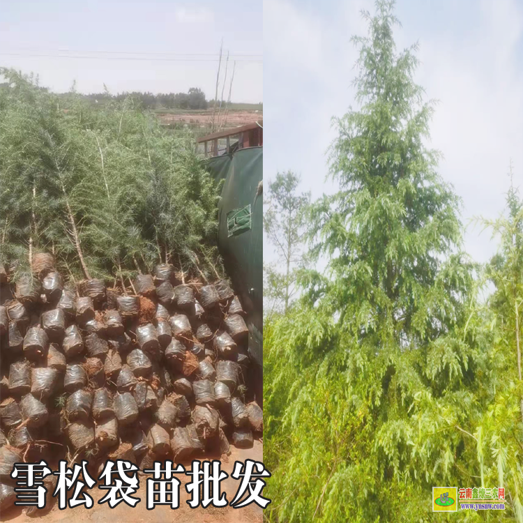 石林雪松苗子多少一棵|雪松苗木基地|雪松苗木基地
