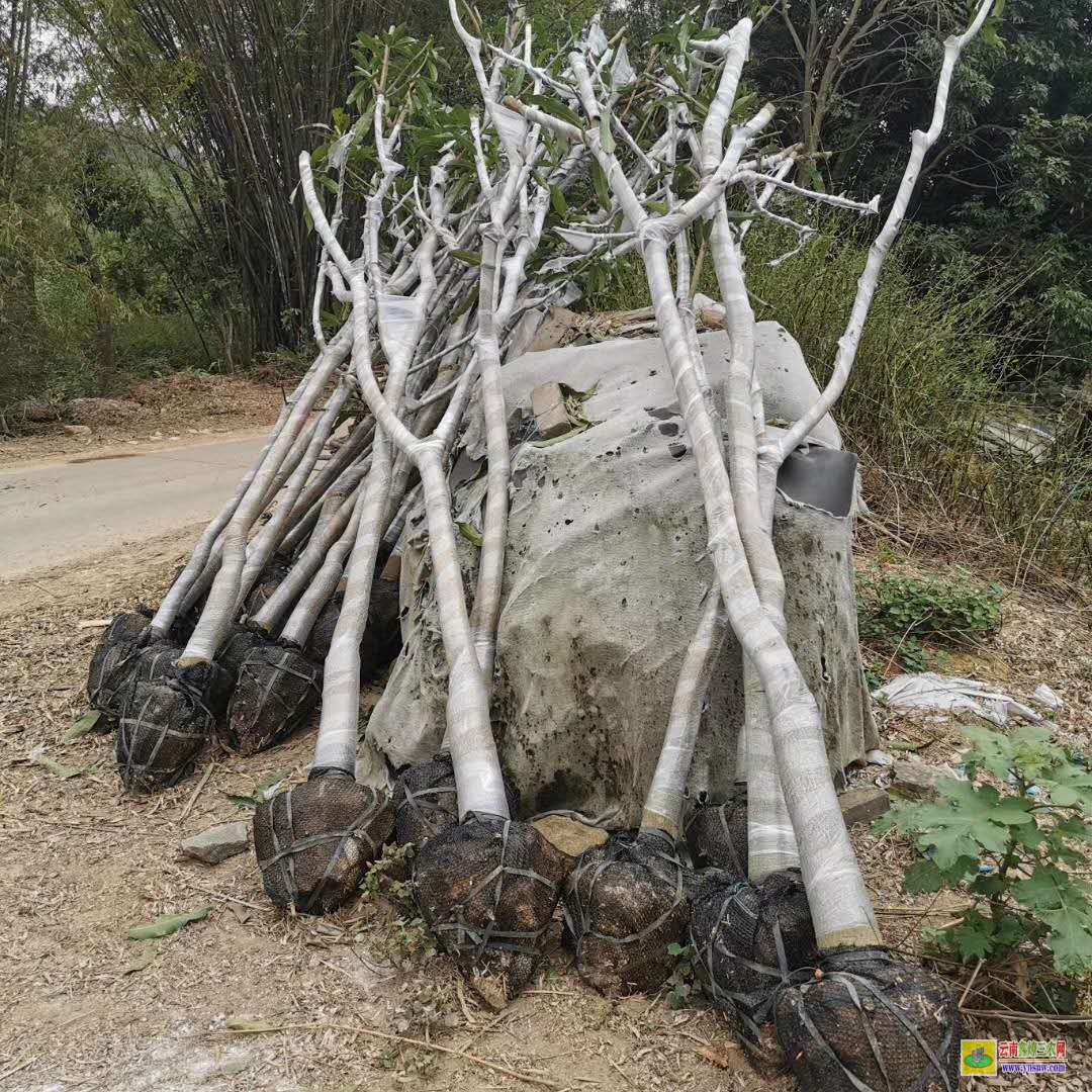 肇慶德慶廣西芒果苗批發|芒果苗什么時候栽種|哪里有芒果苗出售
