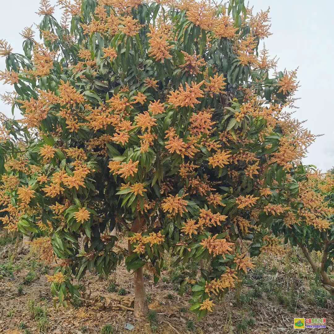 曲靖富源芒果從發芽到結果要幾年|芒果苗幾年能結果|哪里有芒果苗出售