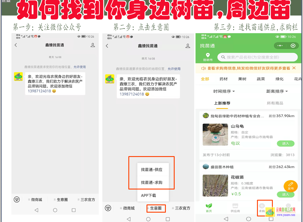 昆明三年苗各種苗大全| 車厘子樹苗幾年結果 果樹苗木價格表