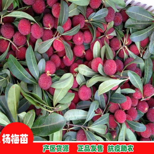 楚雄楚雄東魁楊梅苗| 楊梅苗的價格 楊梅苗批發