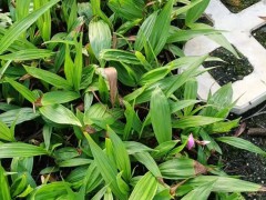 安順白芨種子育苗方法| 白芨苗怎么養 玉溪白芨苗怎么樣圖2