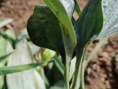 紅河黃精苗后專用除草劑會傷害黃精嗎| 黃精苗圖片 黃精苗種植方法圖2