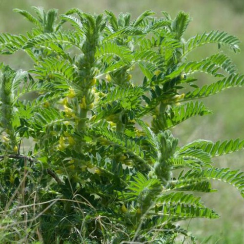 白芨種植條件和方法？白芨種子多少錢(qián)一斤？2020年鮮白芨價(jià)格